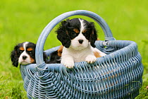 Domestic dog, Cavalier King Charles Spaniel puppy (tricolor) in basket, 8 weeks old