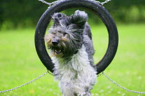 Domestic dog, Schapendoes jumping through tyre