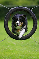 Domestic dog, Border Collie jumping through tyre