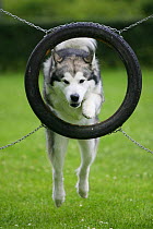 Domestic dog, Alaskan Malamute jumping through tyre