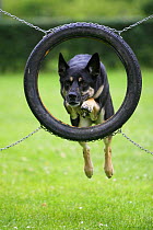 Domestic dog, German Shepherd / Alsatian jumping through tyre