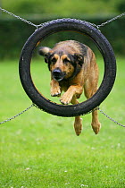Domestic dog, Mixed Breed Dog jumping through tyre