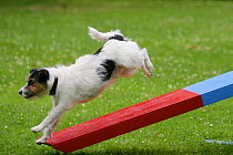 Domestic dog, Jack Russell Terrier running off seesaw