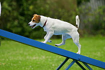 Domestic dog, Jack Russell Terrier on seesaw