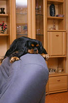 Domestic dog, Cavalier King Charles Spaniel (black and tan) on easy chair