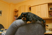 Domestic dog, Cavalier King Charles Spaniel (black and tan) on easy chair
