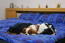 Domestic dogs, three Cavalier King Charles Spaniels sleeping on bed