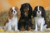 Domestic dogs, three Cavalier King Charles Spaniels (Blenheim, black and tan and tricolor) sitting in a line