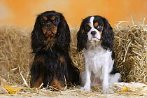 Domestic dogs, two Cavalier King Charles Spaniels (black and tan and tricolor)