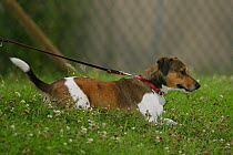Domestic dog, Jack Russell Terrier on lead