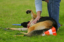 domestic dog, German Shepherd / Alsatian being stroked /