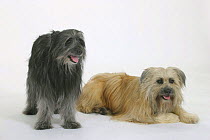 Domestic dogs, two Pyrenean Shepherds / Berger des Pyrenees (Dark grey and fawn)