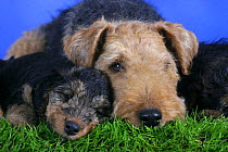 Domestic dogs, Welsh Terrier with 7 week old puppy