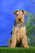 Domestic dog, Welsh Terrier portrait