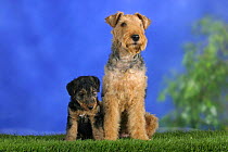 Domestic dog, Welsh Terrier with puppy, 7 weeks old