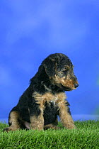 Domestic dog, Welsh Terrier puppy, 7 weeks old