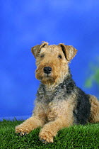 Domestic dog, Welsh Terrier
