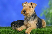 Domestic dog, Welsh Terrier with sleeping puppy, 7 weeks