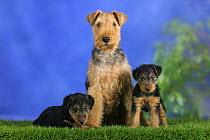 Domestic dog, Welsh Terrier with two puppies, 7 weeks old