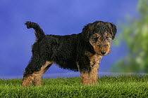 Domestic dog, Welsh Terrier puppy, 7 weeks old
