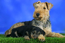 Domestic dog, Welsh Terrier with sleepy puppy, 7 weeks old