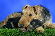 Domestic dog, Welsh Terrier with puppy, 7 weeks