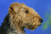 Domestic dog, Welsh Terrier profile