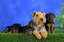 Domestic dog, Welsh Terrier with three puppies, 7 weeks old