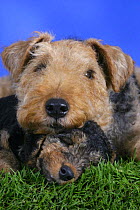 Domestic dog, Welsh Terrier with sleeping puppy, 7 weeks
