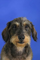 Domestic dog, Wirehaired Dachshund portrait