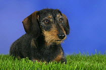 Domestic dog, Wirehaired Dachshund