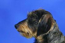 Domestic dog, Wirehaired Dachshund profile