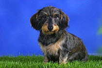 Domestic dog, Wirehaired Dachshund