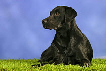 Domestic dog, black Labrador Retriever