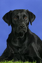 Domestic dog, black Labrador Retriever