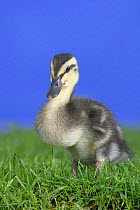 Runner Duck duckling (Anas platyrhynchos), 2 weeks