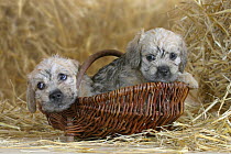 Domestic dog, two Dandie Dinmont Terrier puppies, 6 weeks, in basket