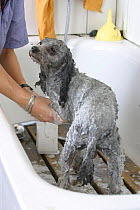 Domestic dog, silver Toy Poodle being shampooed