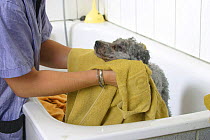 Domestic dog, silver Toy Poodle being dried with towel