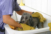 Domestic dog, silver Toy Poodle being dried with towel