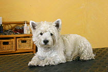 Domestic dog, Westie / West Highland White Terrier on trimming table
