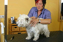 Woman trimming West Highland White Terrier / Westie