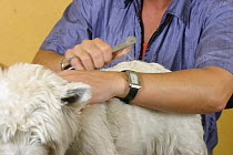 Woman trimming of West Highland White Terrier / Westie
