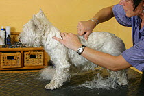Woman trimming West Highland White Terrier / Westie