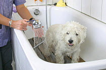 Domestic dog, West Highland White Terrier / Westie being showered