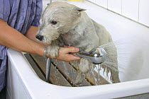 West Highland White Terrier / Westie being showered