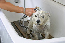 Westie / West Highland White Terrier being showered
