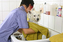 Woman drying West Highland White Terrier / Westie with towel