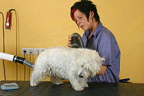 Woman blow drying West Highland White Terrier / Westie