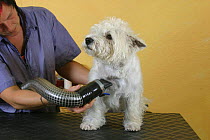 Woman blow drying West Highland White Terrier / Westie